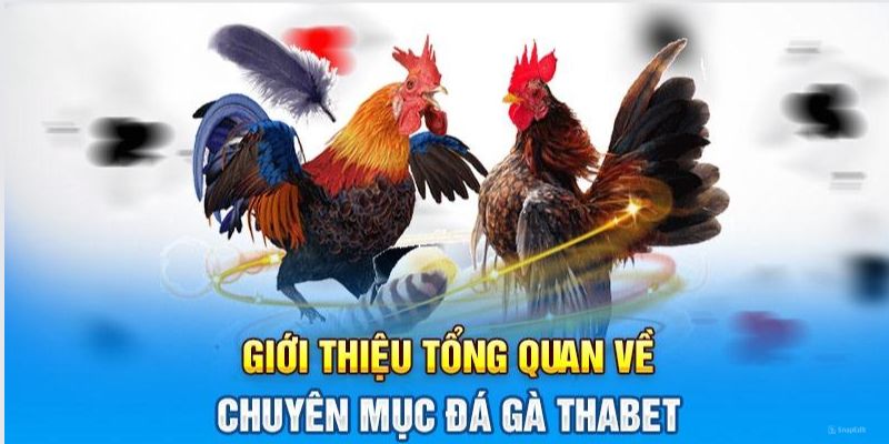 Thông tin cần nắm rõ về sân chơi đá gà hấp dẫn tại Thabet