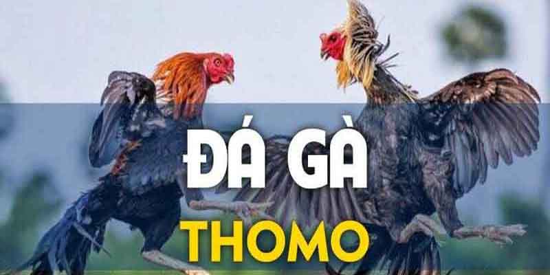 Đá gà Thomo có số lượng người tham gia đông đảo trên thị trường